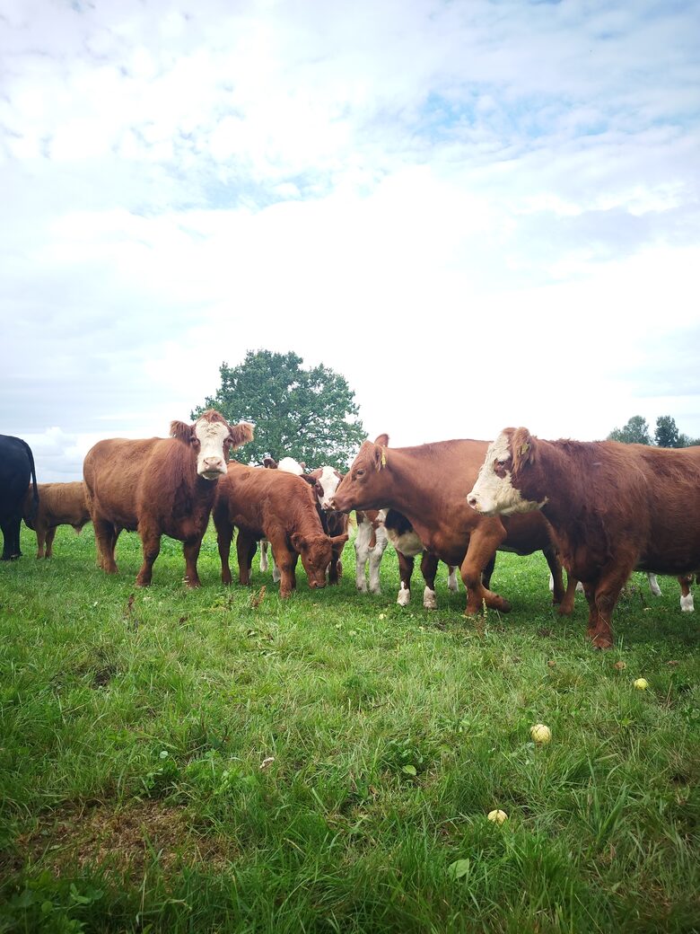 Grass fed , organic beef farm Latvia